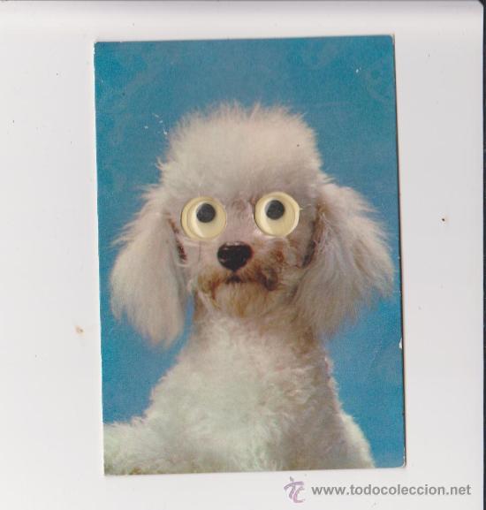 Postkarten: Perro con ojos con movimiento,Cecani  stampato in Italia cartolina con occhi fosforescenti