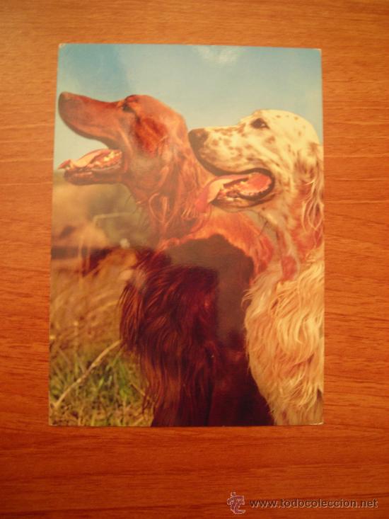 Postkarten: POSTAL  PERROS SIN CIRCULAR