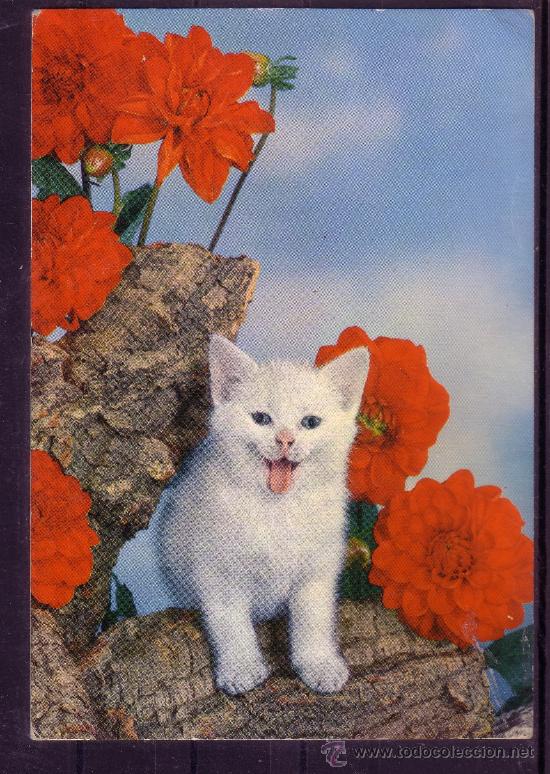 Postais: POSTAL CON FOTOGRAFIA DE UN GATO