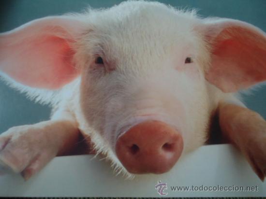 Postais: BONITA POSTAL TARGETA DE CRIA DE ANIMALES