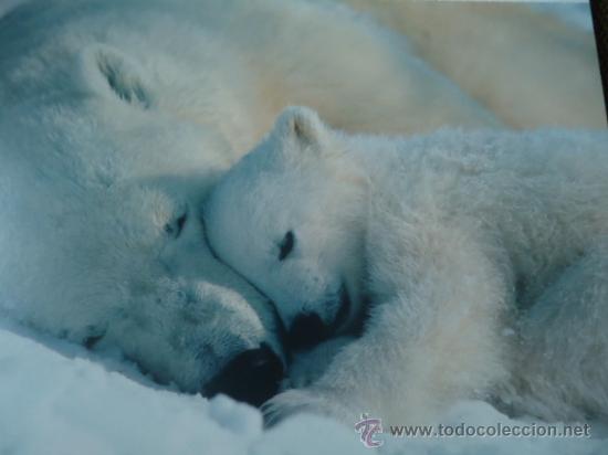 Postais: BONITA POSTAL TARGETA DE CRIA DE ANIMALES