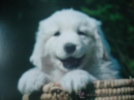 Postais: BONITA POSTAL TARGETA DE CRIA DE ANIMALES