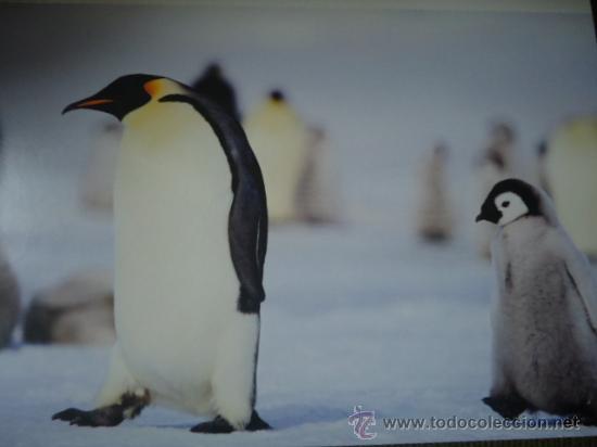 Postais: BONITA TARGETA POSTAL DE CRIA DE ANIMALES