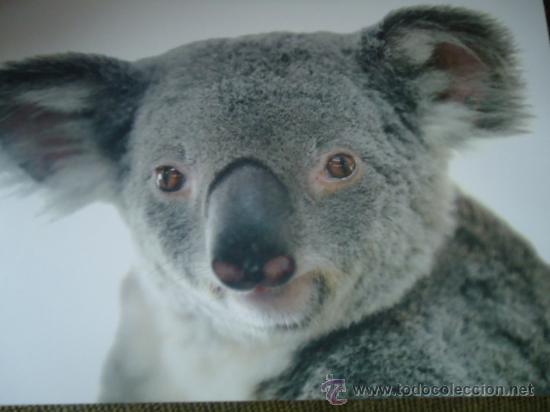 Postais: BONITA TARGETA POSTAL DE CRIA DE ANIMALES