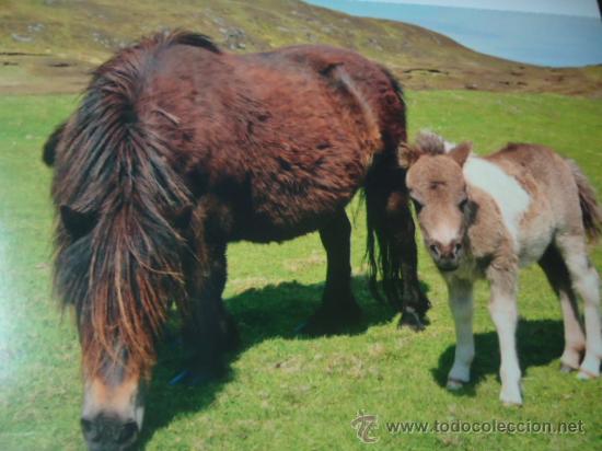 Postais: BONITA TARGETA POSTAL DE CRIA DE ANIMALES