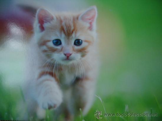 Postais: BONITA TARGETA POSTAL DE CRIA DE ANIMALES