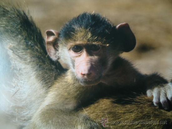Postais: BONITA POSTAL TARGETA DE CRIA DE ANIMALES