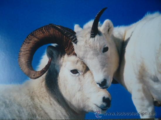 Postais: BONITA POSTAL TARGETA DE CRIA DE ANIMALES