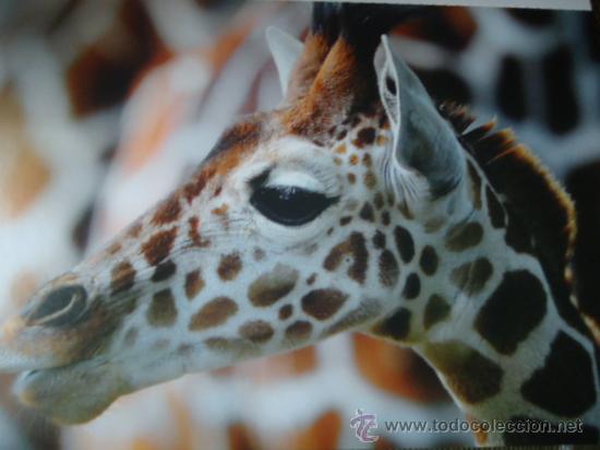 Postais: BONITA TARGETA POSTAL DE CRIA DE ANIMALES