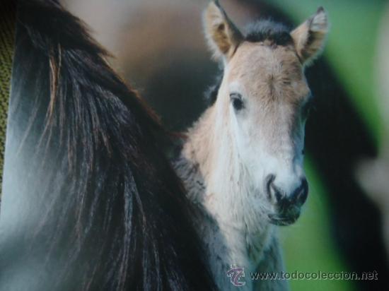 Postais: BONITA POSTAL TARGETA DE CRIA DE ANIMALES