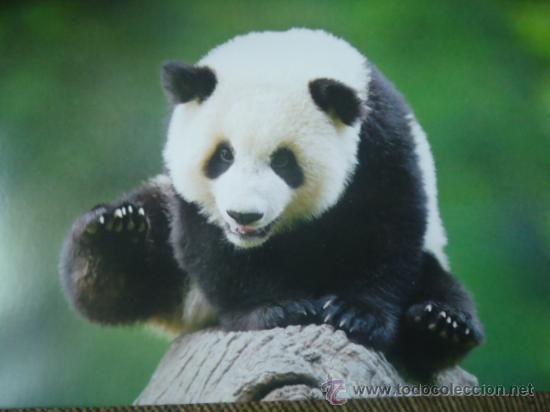 Postais: BONITA TARGETA POSTAL DE CRIA DE ANIMALES