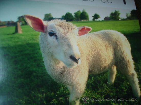 Postais: BONITA TARGETA POSTAL DE CRIA DE ANIMALES
