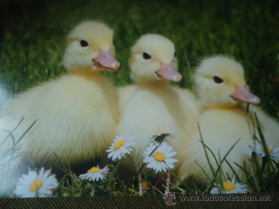 Postais: BONITA TARGETA POSTAL DE CRIA DE ANIMALES
