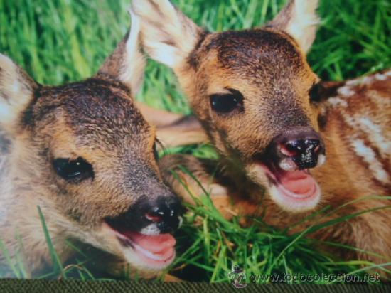Postais: BONITA TARGETA POSTAL DE CRIA DE ANIMALES