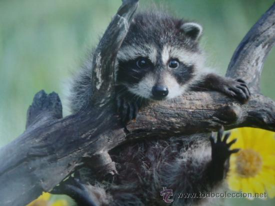 Postais: BONITA POSTAL TARGETA DE CRIA DE ANIMALES
