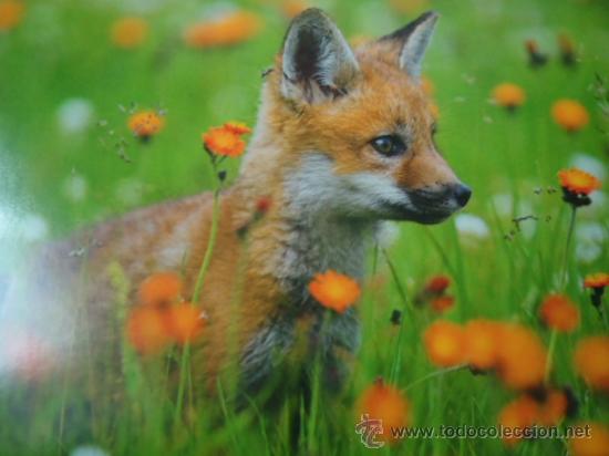 Postais: BONITA POSTAL TARGETA DE CRIA DE ANIMALES