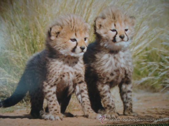 Postais: BONITA TARGETA POSTAL DE CRIA DE ANIMALES