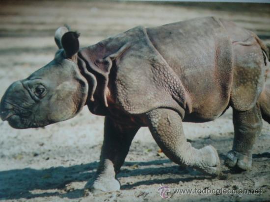 Postais: BONITA TARGETA POSTAL DE CRIA DE ANIMALES