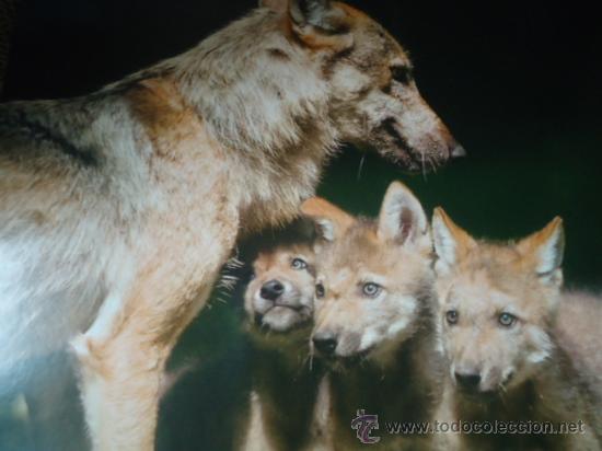 Postais: BONITA TARGETA POSTAL DE CRIA DE ANIMALES