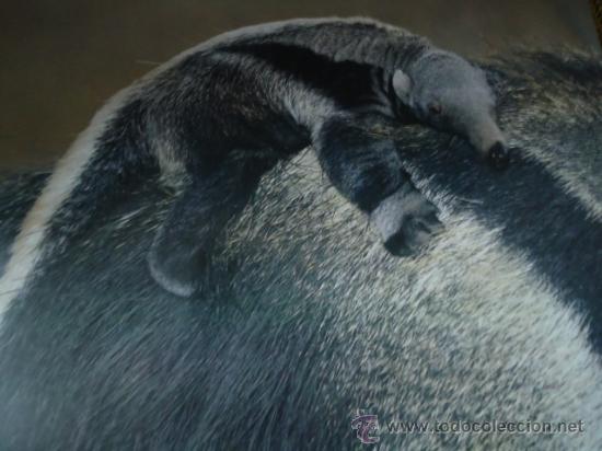 Postais: BONITA POSTAL TARGETA DE CRIA DE ANIMALES