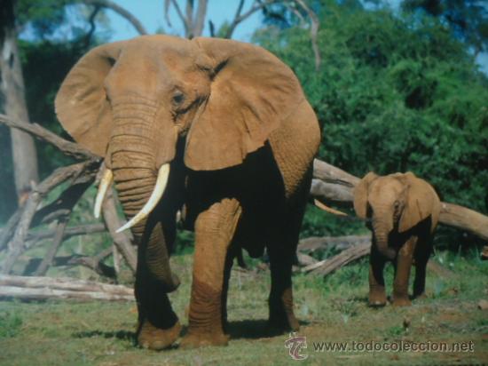 Postais: BONITA POSTAL TARGETA DE CRIA DE ANIMALES