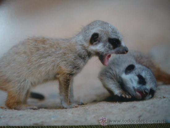 Postais: BONITA POSTAL TARGETA DE CRIA DE ANIMALES
