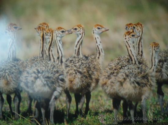 Postais: BONITA POSTAL TARGETA DE CRIA DE ANIMALES