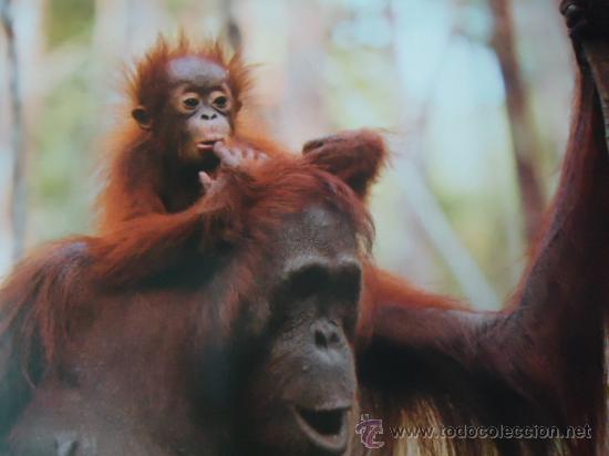 Postais: BONITA POSTAL TARGETA DE CRIA DE ANIMALES
