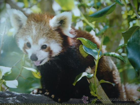 Postais: BONITA POSTAL TARGETA DE CRIA DE ANIMALES