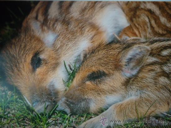 Postais: BONITA POSTAL, TARGETA DE CRIA DE ANIMALES