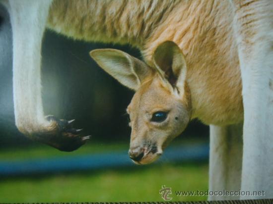 Postais: BONITA TARGETA, POSTAL DE CRIA DE ANIMALES