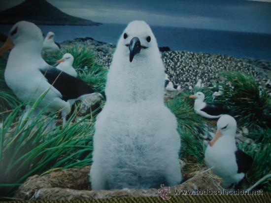 Postais: BONITA POSTAL TARGETA DE CRIA DE ANIMALES