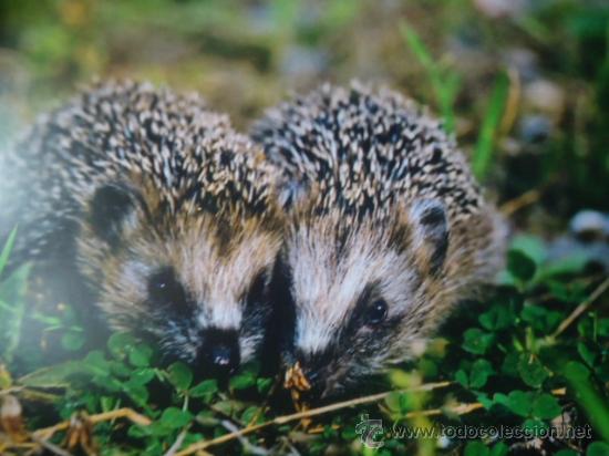 Postais: BONITA POSTAL TARGETA DE CRIA DE ANIMALES