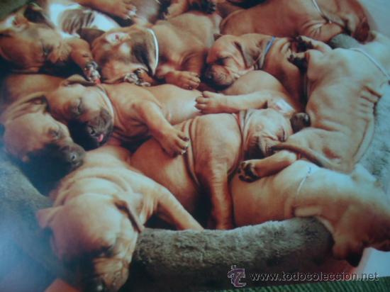Postais: BONITA TARGETA POSTAL DE CRIA DE ANIMALES