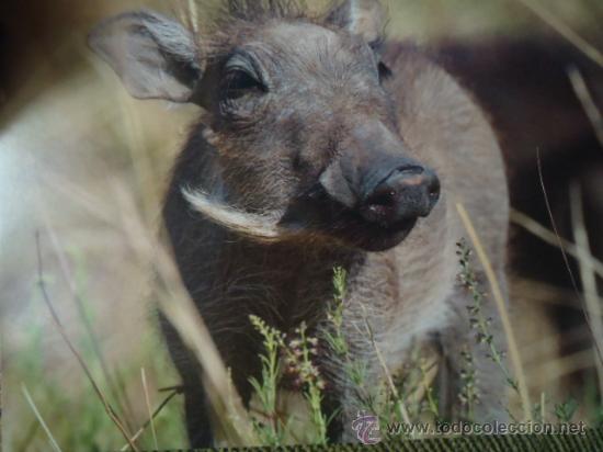 Postais: BONITA TARGETA POSTAL DE CRIA DE ANIMALES