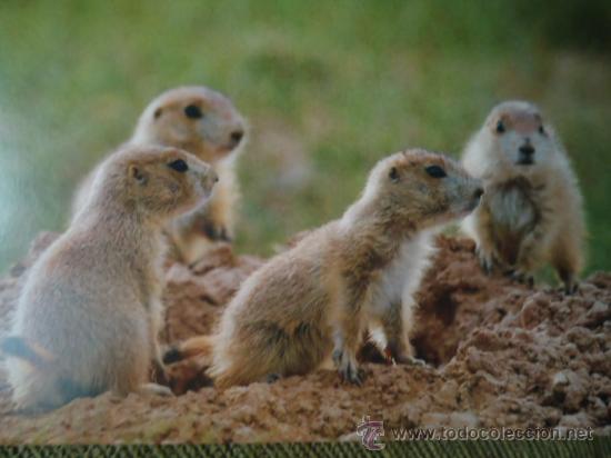Postais: BONITA POSTAL TARGETA DE CRIA DE ANIMALES