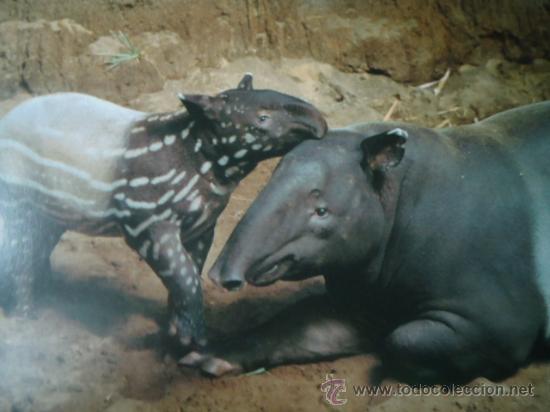 Postais: BONITA POSTAL, TARGETA DE CRIA DE ANIMALES