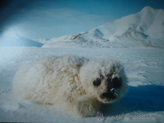 Postais: BONITA POSTAL, TARGETA DE CRIA DE ANIMALES