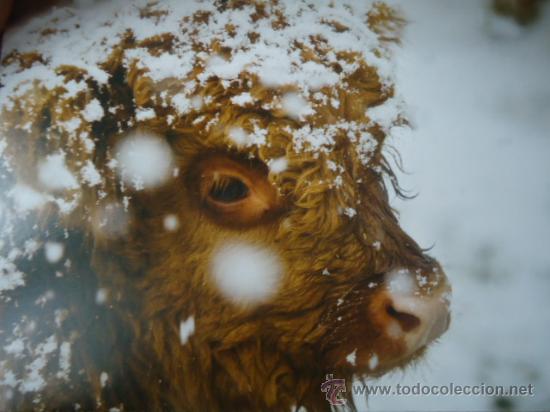Postais: BONITA POSTAL, TARGETA  DE CRIA DE ANIMALES