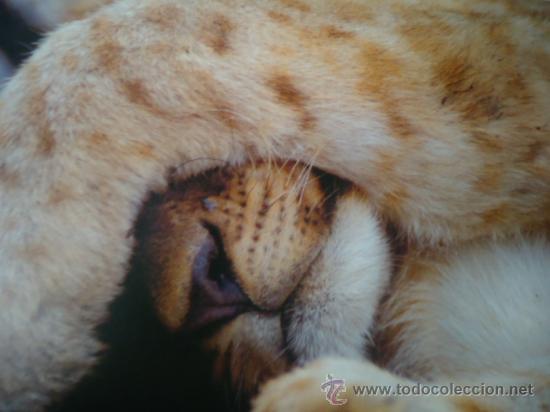 Postais: BONITA POSTAL DE CRIA DE ANIMALES