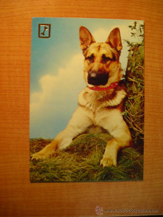 Postais: POSTAL PERRO SIN CIRCULAR