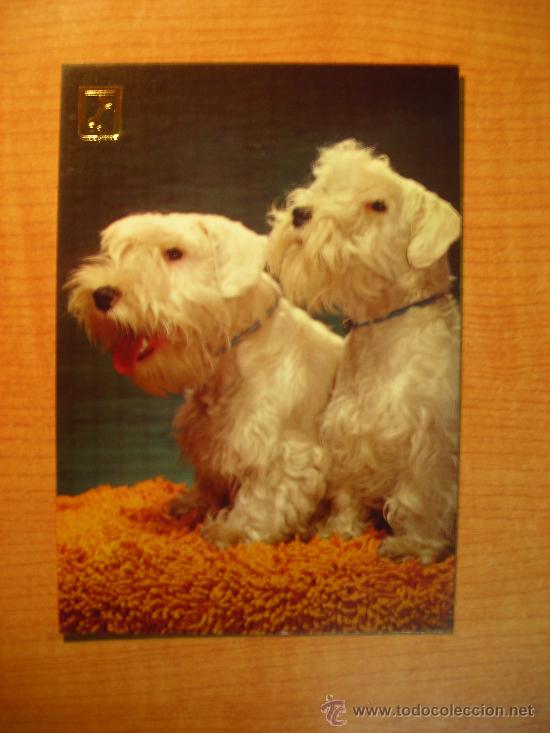 Postais: POSTAL PERROS SIN CIRCULAR