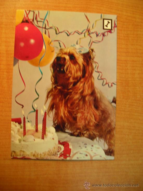 Postais: POSTAL PERRO ANIMALES DOMESTICOS SERIE3 SIN CIRCULAR