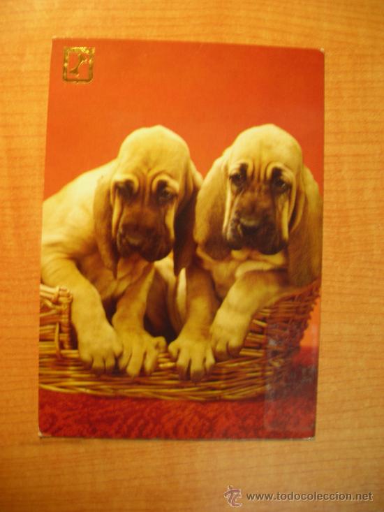 Postais: POSTAL PERROS SIN CIRCULAR