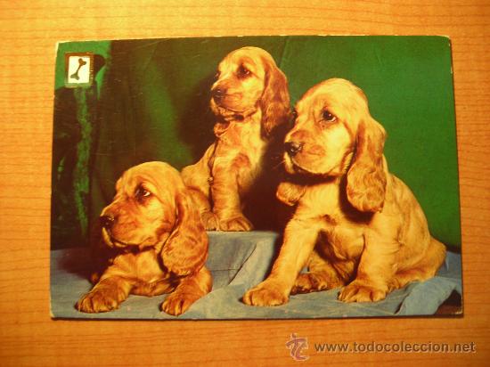Postais: POSTAL PERROS SIN CIRCULAR