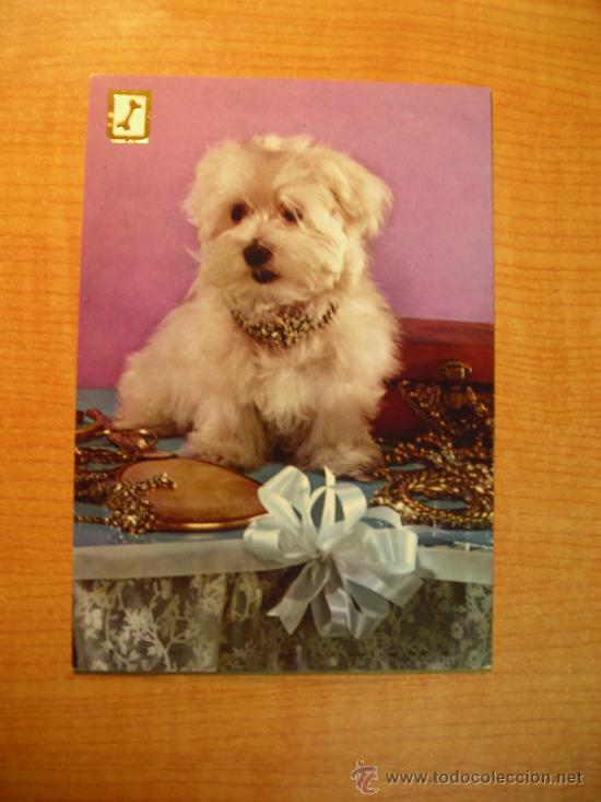 Postais: POSTAL PERRO SIN CIRCULAR