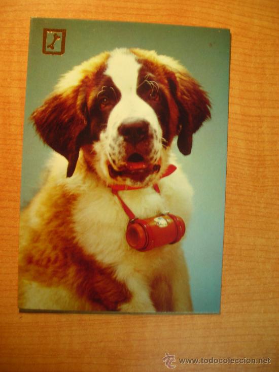 Postais: POSTAL PERRO SIN CIRCULAR