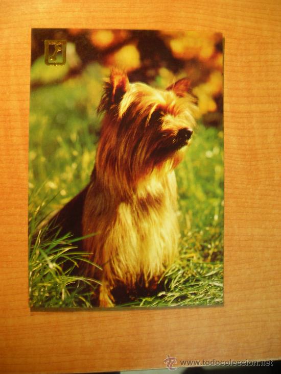 Postais: POSTAL PERRO SIN CIRCULAR