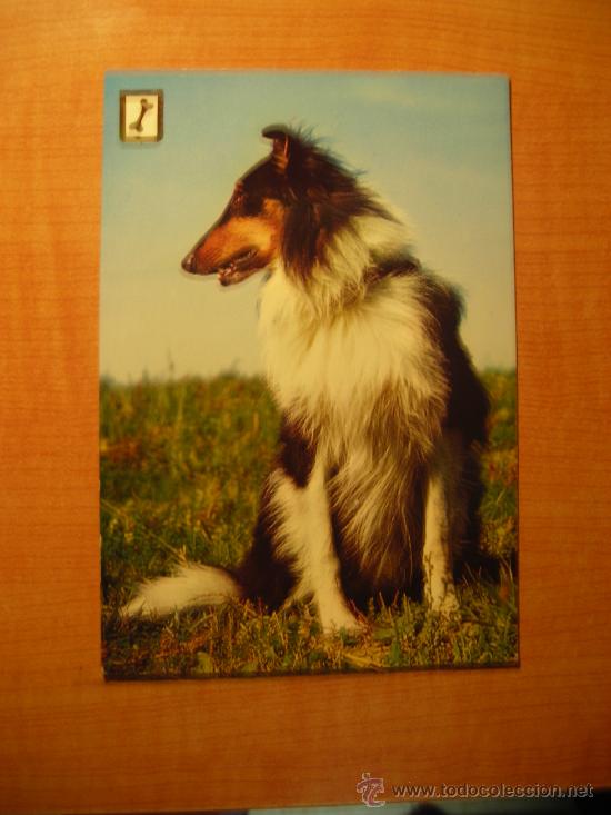 Postais: POSTAL PERRO SIN CIRCULAR