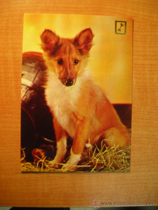 Postais: POSTAL PERRO SIN CIRCULAR